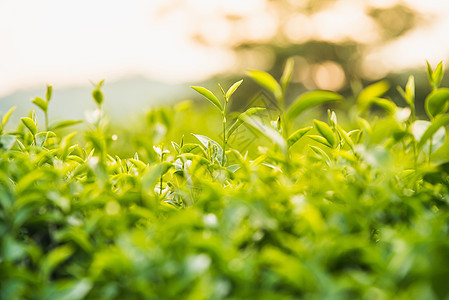 绿茶和新鲜叶子植物场地热带阳光生长种植园高地蔬菜财产农田图片