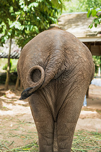 大象背对背图片