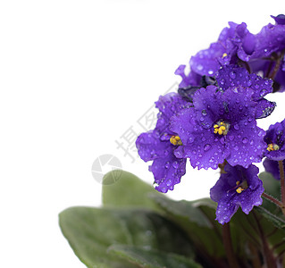 在白色背景上的紫罗兰花 一种室内植物 一朵带水滴的花 一朵孤立的花蓝色叶子植物学热带紫色季节荒野野花团体花束图片