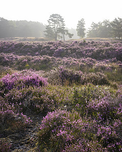 紫色的紫色厚料和松树 在内地泽西人附近的热液上紫丁香荒地植物学灌木场地野花沼泽地农村生长季节图片