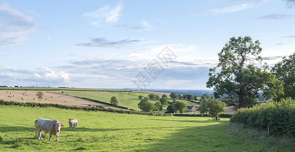 美丽的法国莫凡风景 绿草草地和公牛 蓝天下的牛 云彩图片