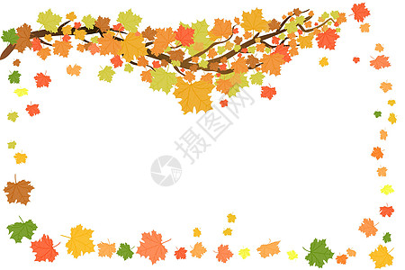 季节性框架设计与橙色枫叶隔离在白色背景图片