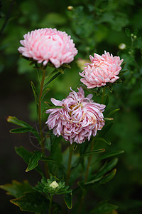 花床上的粉红小马形阿斯特橙子雏菊褪色红色花瓣花朵菊花植物群背景紫色图片