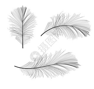 鸟羽毛手绘矢量它制作图案白色艺术鹅毛笔翅膀插图黑色绘画背景图片