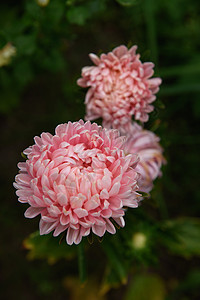 花床上的粉红小马形阿斯特褪色紫色菊花绿色大丽花花朵季节环境植物叶子图片