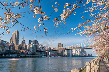 纽约樱花盛开期间的罗斯福岛空气铁轨小路建筑学地标树木运输场景旅行城市图片
