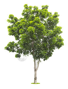 白色的新鲜绿树被隔绝绿色植物环境植物生态荒野林业植物学叶子树干生长图片