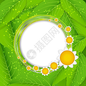 夏季抽象背景 矢量插图洋甘菊柔软度绿色叶子框架草地环境季节圆圈天空图片