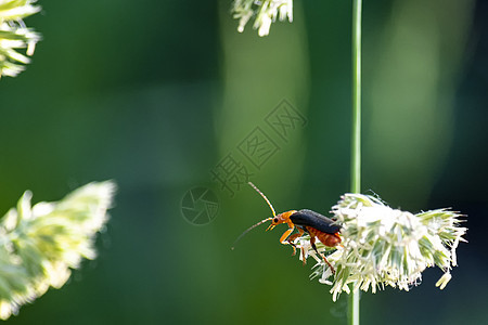 白花上的橙色甲虫 有干枯的植物绿色背景图片