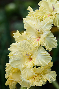 详细的雌蕊和雄蕊的唐菖蒲花序杂交种花束宏观植物学微距植物植物群园艺花园摄影图片