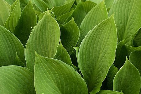 花园里的玉簪属植物 特写绿叶背景公园园丁生长园林植物学阴影天空豆芽场地环境图片