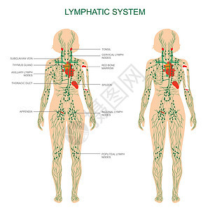 人体解剖学淋巴系统医学插图淋巴结图片