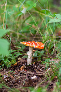 不可食用蘑菇是一棵红色的苍蝇 在树缝合处叶子摄影苔藓危险公园真菌季节森林地面毒蝇图片