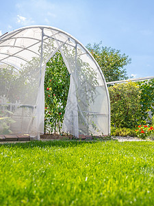 在后院的私人家庭花园里用西红柿加番茄的温暖房子食物收成农业草地蓝色种植园天空温室植物园艺图片