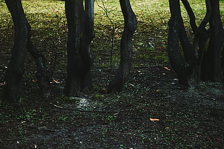 黑暗林木 森林和自然中的树干林地树叶苔藓太阳远足松树叶子绿色黑色季节图片