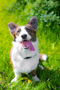 快乐的柯基犬在草丛中 宠物 一只狗在草丛中 遛宠物 一篇关于为宠物散步的文章幸福晴天小狗动物草地乐趣舌头场地哺乳动物微笑图片