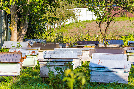 阿皮亚里村庄草地农场殖民地养蜂人生产蜜蜂场地房子工作图片