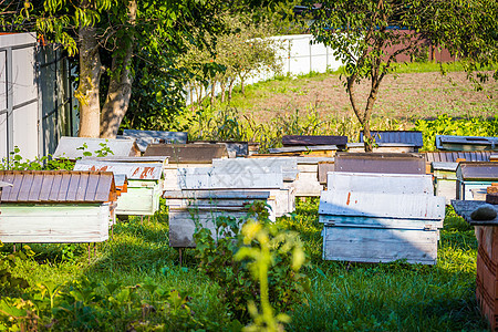 阿皮亚里团体养蜂人村庄木头盒子花园养蜂业爱好蜂蜡框架图片