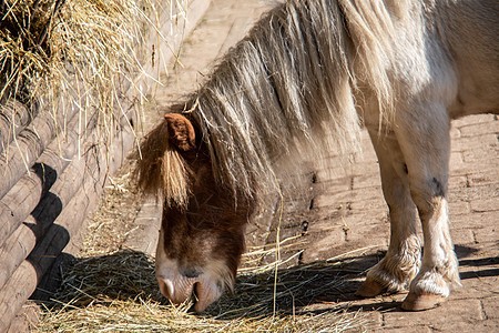 马和驴农场马匹哺乳动物耳朵牧场棕色坐骑尾巴奇趾野生动物图片