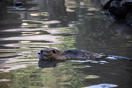 Nutria 自己清洁尾巴海狸毛皮肌纤维两栖尾鼠游泳动物沼泽图片