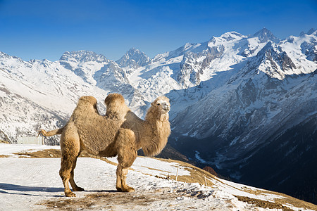 山中的骆驼天空旅游季节毛皮风景荒野哺乳动物野生动物旅行岩石背景图片