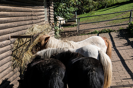 马和驴牧场家畜毛皮尾巴动物耳朵农场棕色奇趾蹄类图片