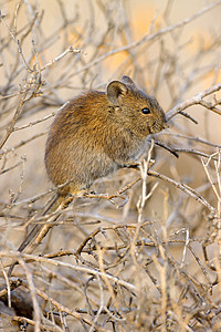 自然栖息地的Karoo灌树大鼠生态哺乳动物老鼠耳朵荒野环境生物动物群动物野生动物图片