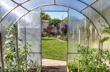 Geenhouse 顶楼园艺植物学小屋食物苗圃生长农场幼苗后院农业图片