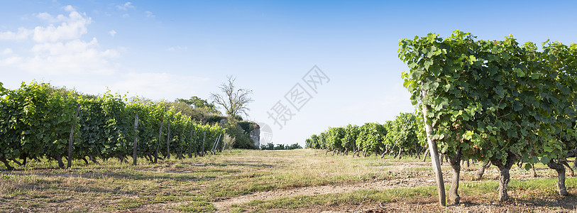 葡萄酒庄法兰州瓦罗河附近的地区Parc自然区的葡萄园和旧石墙生长农村农业旅行蓝色国家水果石头植物收成背景