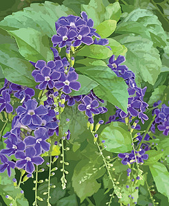 自然界中的紫色杜兰塔直立花蓝色背景摄影勃起花瓣花园热带紫花季节植物群图片