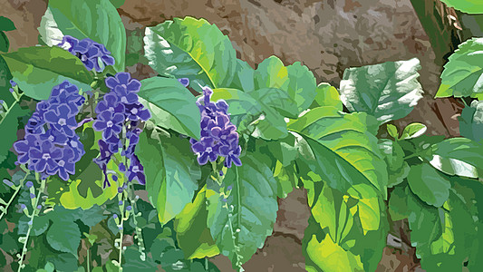 自然界中的紫色杜兰塔直立花季节园艺植物群蓝色天花紫花植物勃起灌木露珠图片