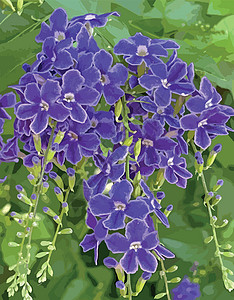 自然界中的紫色杜兰塔直立花园艺背景天花蓝色植物学花瓣叶子露珠植物灌木图片