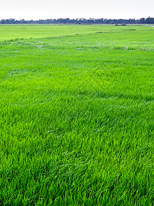 稻田风吹起大米的叶子 苍蝇随风而生天空收成生长食物绿色季节农场农业植物风景图片