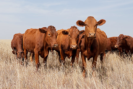 农村农场的免费放牧母牛草原哺乳动物乡村范围奶牛家畜土地农业动物图片