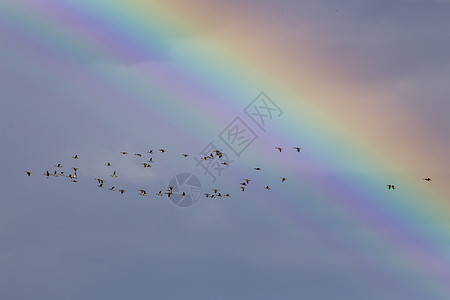 萨斯喀彻温省帕蕊彩虹草原场地城市气候天气天空干旱大雁雷雨图片