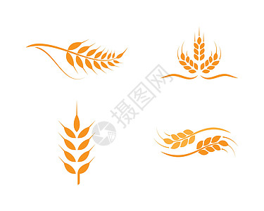 小麦标志模板金子粮食面包农场种子插图营养燕麦收成标识图片