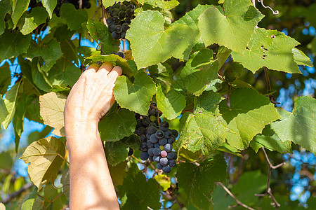 女人在秋天摘葡萄 在葡萄树上拔出多汁的黑葡萄农业酒厂葡萄种植园季节栽培检查葡萄园女性女士图片