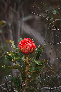 澳大利亚土生土长的红色和紫红华拉塔花朵 花头植物灌木宏观衬套叶子森林花瓣国家花节野花图片