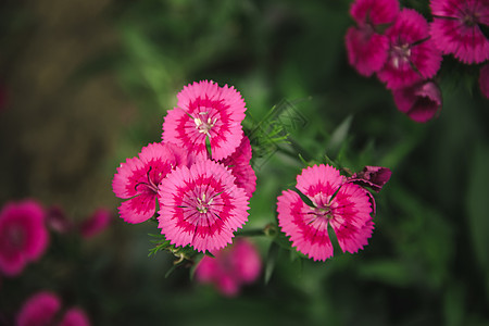 Dianthus花朵也被称为pinks印花荒野热带石竹植物学叶子公园园艺生长团体图片