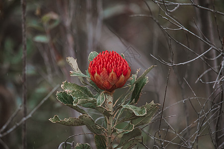 澳大利亚土生土长的红色和紫红华拉塔花朵 花头野花花序叶子宏观灌木衬套花瓣植物国家眼科图片