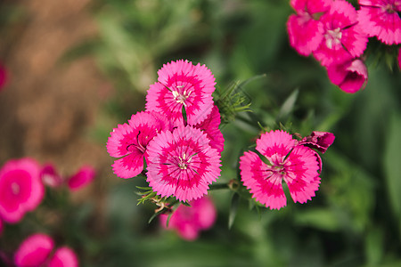 Dianthus花朵也被称为pinks植物场地植物学团体印花石竹热带园艺季节荒野图片