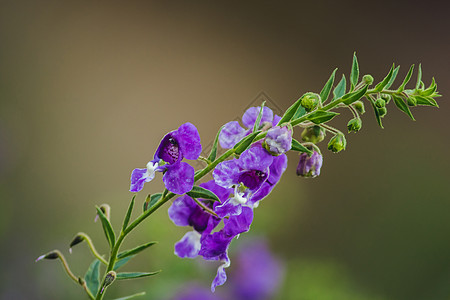 小海龟花是朵美丽的花朵图片