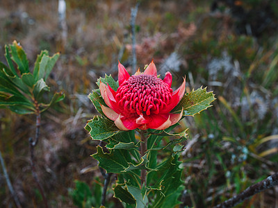 澳大利亚土生土长的红色和紫红华拉塔花朵 花头花序花节花瓣植物群宏观植物衬套生长叶子森林图片