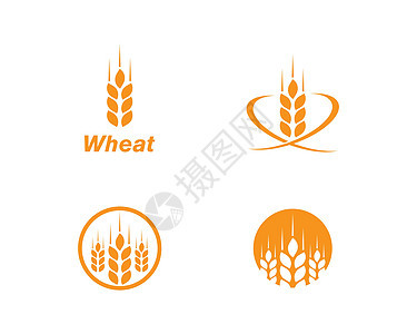 小麦标志模板玉米收成谷物生长粮食农业营养燕麦麸质食物图片