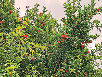 分形艺术 天然绿叶果石榴树异国种子营养果汁热带农业树叶季节叶子甜点图片