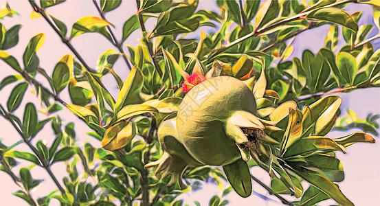 分形艺术 天然绿叶果石榴树叶子农业甜点季节热带饮食植物种子食物营养图片