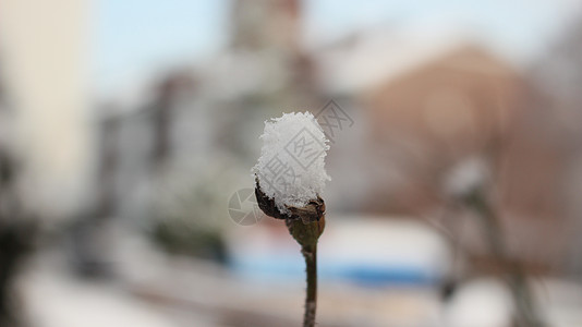 冬季降雪季节 植物叶上下雪公园叶子背景雪花绿色植物树叶灌木药品天气图片