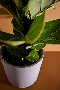 Fiddle Fig 或的绿叶 小提琴叶无花果树是棕色背景中流行的观赏热带室内植物 家庭空气净化植物有益健康的盆栽植物树叶叶子房图片