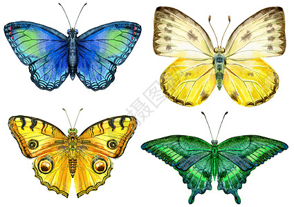 蝴蝶画组的水彩蝴蝶不同上惠特背景