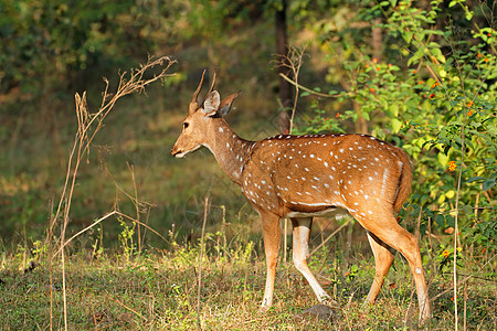 雄性梅花鹿——印度图片